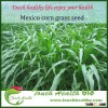 Touchhealthy Supply High quality Mexico corn grass seeds
