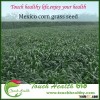 Touchhealthy supply manufacturer supply 100% natural hybrid Mexico corn grass seeds