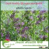 Alfalfa Seeds Top quality Prompt Shipment alfalfa lucerne seeds/best quality alfalfa seeds/seeds alf