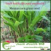 New Crop Mexico corn grass seeds For Growing