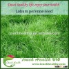 2016 Touchhealthy supply perennial ryegrass seeds forage seeds grass seeds regrowth is still heading