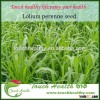 2016 Touchhealthy supply perennial ryegrass seeds forage seeds grass seeds Spikes terminal, close, 5