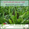 Touchhealthy Supply Hot Sale Mexico corn grass seeds For Growing