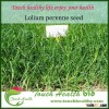 2016 ryegrass seed,hybrid ryegrass seed,grass seed
