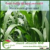 Touchhealthy Supply Hybrid Mexico corn grass seeds for animal feed