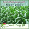 Touchhealthy supply Perennial Hybrid Mexico corn grass seeds Forage Grass Seed