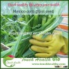 Touchhealthy Supply China super quality Mexico corn grass seeds