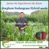 2016 Touchhealthy supply Red Seeded Hybrid Multicut Sorghum Seeds