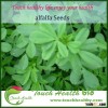best quality alfalfa seeds price