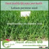 2016 Touchhealthy supply perennial ryegrass seeds forage seeds grass seeds spikelets about 15 mm, wi