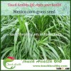 Touchhealthy supply mexicorn grass seed forage seeds rassy annual herb, fibrous roots developed