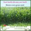Touchhealthy supply mexico corn grass seeds