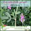 Touchhealthy supply alfalfa seed for sale
