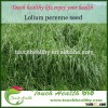 2016 Touchhealthy supply perennial ryegrass seeds forage seeds grass seeds height 0.7 to 1.5 meters.