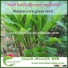 Touchhealthy supply mexicorn grass seed forage seedstillers per plant can reach up to more than 100 