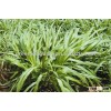 Green High Yield Perennial Hybrid Pennisetum Chinese Forage Seeds