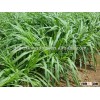 Green Export-oriented Perennial Hybrid Pennisetum Grass Seeds