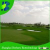 Shanghai Herbary supply Paspalum vaginatum seeds for golf course