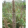 Tropical High Yield Hybrid Pennisetum Forage Seeds