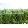 Warm season High yield Hybrid Pennisetum Forage seeds