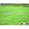 Bermuda grass seed with high quality
