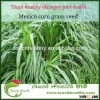 Touchhealthy supply mexicorn grass seed forage seed crisp and juicy, excellent palatability