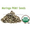 Moringa PKM1 Seeds