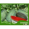Best Hot Sale Vietnam Vegetable Seeds High Yield F1 Watermelon Seeds For Sale- DIAMOND