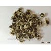 Moringa oleifera Seeds Indian Drumstick Seeds