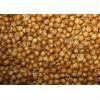 FRESH Brown Coriander Seeds