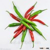 SXP No.14 hot pepper Chilli seeds for sale
