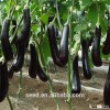 2014 F1 hybrid eggplant seeds for planting
