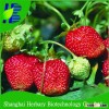 High Quality Big Sweet Strawberry Seeds For Cultivating