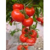 Resistance TY and Disease Pink Tomato Seed SXTS No.1409
