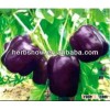 Red/Green/White/Yellow/Purple Sweet Pepper Seeds