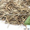 moso bamboo seeds High sprouting rate bamboo seeds for planting