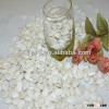 Chinese pumpkin seeds snow white 12cm, TOP Selected quality