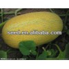Honey 8 Yellow Hami melon hybrid seeds