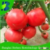 2016 Shanghai Herbary supply hybrid tomato seeds