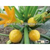 Jinzhu2 chinese yellow skin hybrid pumpkin seeds