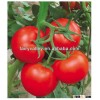 Hot Sale Chinese Vegetable Seeds High Yield Hybrid F1 Tomato Seeds For Sale-New Happy