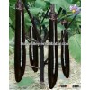 Hybrid F1 Long Black Purple Shiny And Glossy Peel Eggplant Seeds For Sale