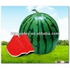 Organic Fresh Big Raw Green Peel Red Meat Seeded Watermelon Seeds For Cultivation