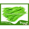 Hot Sale Vietnam Vegetable Seeds High Yield OP French Bean Seeds For Sale- FB.1
