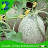 2016 Hot sale rock melon seeds for cultivating