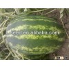RF Tough rind oval shape hybrid f1 watermelon seeds