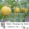 Golden Sun yellow skin white meat melon seeds