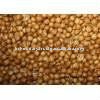 Coriander seeds bulgarian origin