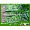 High Yield Kang kong Water Spinach Seeds For Growing VGKK 04/ Vegetable seeds