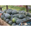 Chinese High Yield Oblong Hybrid Watermelon Seed For Growing